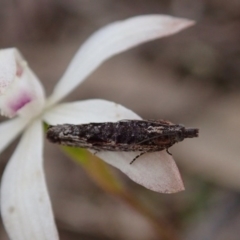 Strepsicrates sphenophora at Denman Prospect, ACT - 29 Sep 2020