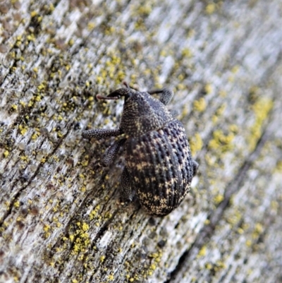 Cleogonini sp. (tribe) (Weevil) at Denman Prospect, ACT - 29 Sep 2020 by CathB