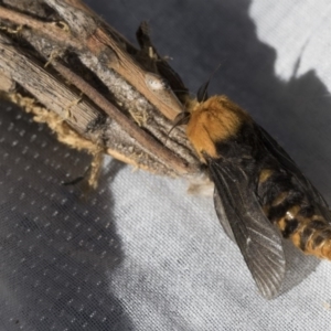 Metura elongatus at Higgins, ACT - 1 Oct 2020