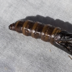 Metura elongatus at Higgins, ACT - 1 Oct 2020