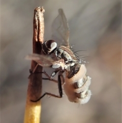 Entomophthora sp. (genus) (Puppeteer Fungus) at Holt, ACT - 28 Sep 2020 by CathB