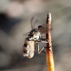 Entomophthora sp. (genus) at Holt, ACT - 28 Sep 2020