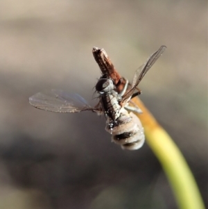 Entomophthora sp. (genus) at Holt, ACT - 28 Sep 2020