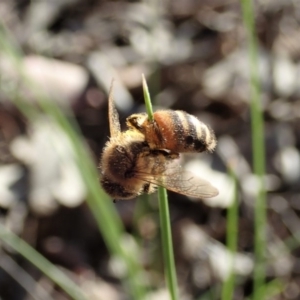 Apis mellifera at Holt, ACT - 28 Sep 2020 03:14 PM