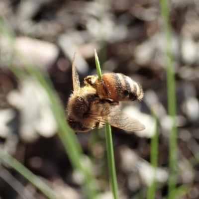 Apis mellifera (European honey bee) at Holt, ACT - 28 Sep 2020 by CathB