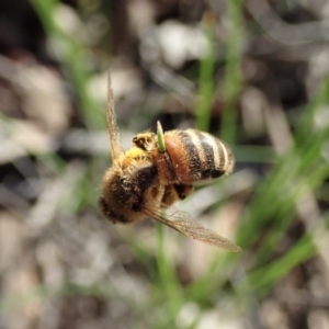 Apis mellifera at Holt, ACT - 28 Sep 2020 03:14 PM