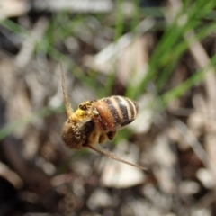 Apis mellifera at Holt, ACT - 28 Sep 2020 03:14 PM