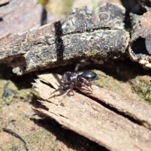 Adoxotoma sp. (genus) at Aranda, ACT - 28 Sep 2020