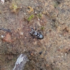 Adoxotoma sp. (genus) at Aranda, ACT - 28 Sep 2020