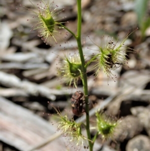 Cadmus (Cadmus) crucicollis at Aranda, ACT - 28 Sep 2020