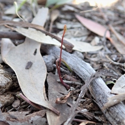 Caleana minor (Small Duck Orchid) at Aranda, ACT - 28 Sep 2020 by CathB