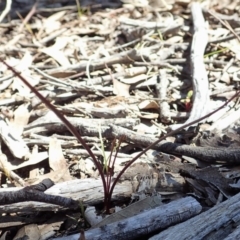 Caleana minor at Aranda, ACT - suppressed