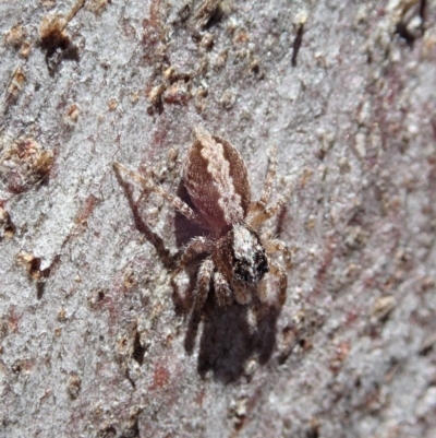 Clynotis severus (Stern Jumping Spider) at Aranda, ACT - 28 Sep 2020 by CathB