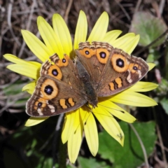 Junonia villida (Meadow Argus) at O'Connor, ACT - 30 Sep 2020 by ConBoekel