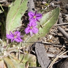 Thysanotus patersonii (Twining Fringe Lily) at Kambah, ACT - 30 Sep 2020 by Shazw