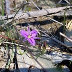 Thysanotus patersonii at Kambah, ACT - 30 Sep 2020 02:39 PM