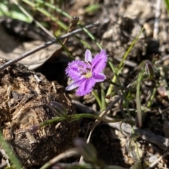 Thysanotus patersonii at Kambah, ACT - 30 Sep 2020 02:39 PM