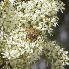 Neorrhina punctatum (Spotted flower chafer) at Theodore, ACT - 15 Jan 2018 by owenh