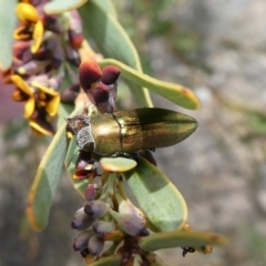 Melobasis propinqua (Propinqua jewel beetle) at Theodore, ACT - 18 Oct 2018 by owenh