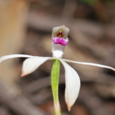 Caladenia ustulata (Brown Caps) at Downer, ACT - 30 Sep 2020 by TimL