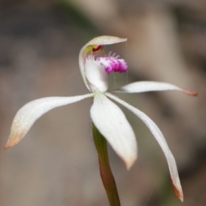 Caladenia ustulata at Downer, ACT - 30 Sep 2020