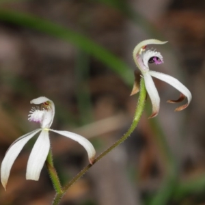 Caladenia ustulata at Downer, ACT - 30 Sep 2020