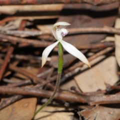 Caladenia ustulata at Downer, ACT - 30 Sep 2020