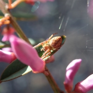 Araneinae (subfamily) at Holt, ACT - 28 Sep 2020