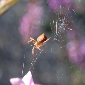 Araneinae (subfamily) at Holt, ACT - 28 Sep 2020