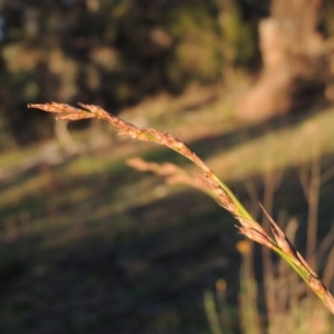 Lepidosperma laterale at Chisholm, ACT - 30 May 2020