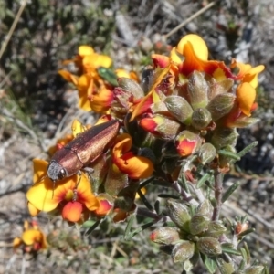 Melobasis propinqua at Theodore, ACT - 19 Oct 2018 10:55 AM