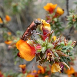 Melobasis propinqua at Tuggeranong DC, ACT - 16 Nov 2018