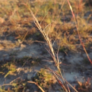 Aristida ramosa at Chisholm, ACT - 30 May 2020