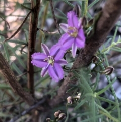 Thysanotus patersonii (Twining Fringe Lily) at Bruce, ACT - 30 Sep 2020 by goyenjudy