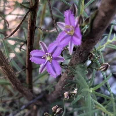 Thysanotus patersonii (Twining Fringe Lily) at Bruce Ridge to Gossan Hill - 30 Sep 2020 by goyenjudy