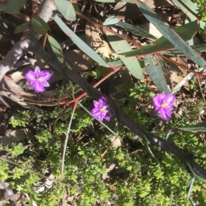 Thysanotus patersonii at Bruce, ACT - 30 Sep 2020