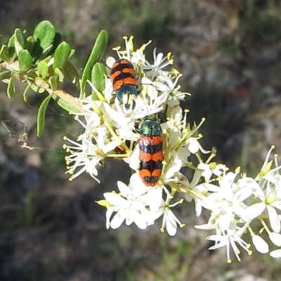 Castiarina crenata (Jewel beetle) at Theodore, ACT - 5 Jan 2018 by Owen