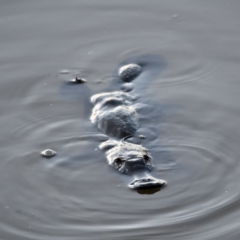 Ornithorhynchus anatinus (Platypus) at Fyshwick, ACT - 11 Sep 2020 by davidcunninghamwildlife