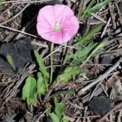 Convolvulus angustissimus subsp. angustissimus (Australian Bindweed) at O'Connor, ACT - 1 Oct 2020 by ConBoekel