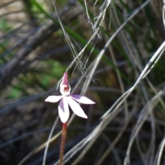 Caladenia carnea at Denman Prospect, ACT - suppressed