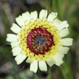 Tolpis barbata at O'Connor, ACT - 1 Oct 2020