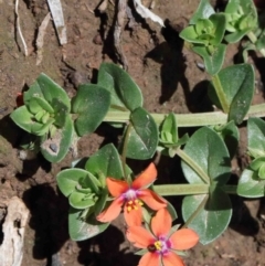 Lysimachia arvensis (Scarlet Pimpernel) at O'Connor, ACT - 30 Sep 2020 by ConBoekel