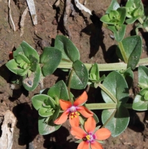 Lysimachia arvensis at O'Connor, ACT - 1 Oct 2020