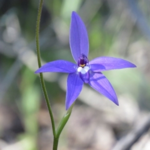 Glossodia major at Denman Prospect, ACT - suppressed