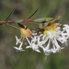 Pimelea linifolia (Slender Rice Flower) at O'Connor, ACT - 1 Oct 2020 by ConBoekel