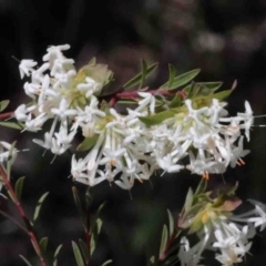 Pimelea linifolia at O'Connor, ACT - 1 Oct 2020