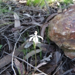 Caladenia ustulata (Brown Caps) at Denman Prospect, ACT - 1 Oct 2020 by SandraH