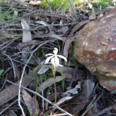 Caladenia ustulata (Brown Caps) at Denman Prospect, ACT - 30 Sep 2020 by SandraH