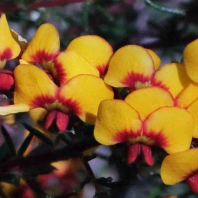 Dillwynia phylicoides (A Parrot-pea) at O'Connor, ACT - 30 Sep 2020 by ConBoekel