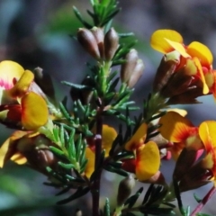 Dillwynia phylicoides at O'Connor, ACT - 1 Oct 2020 09:23 AM